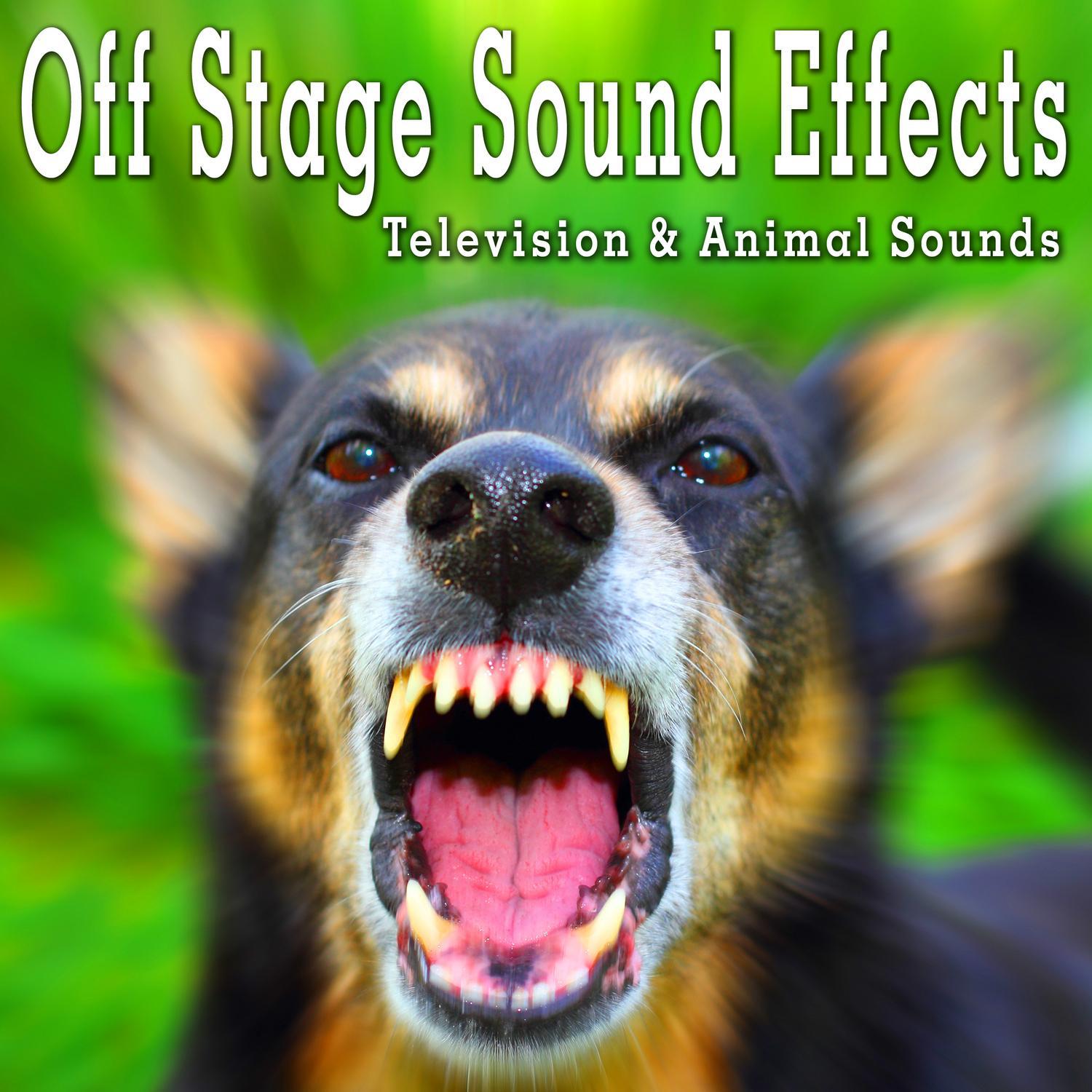 Off Stage Sound Effects: Television & Animal Sounds专辑