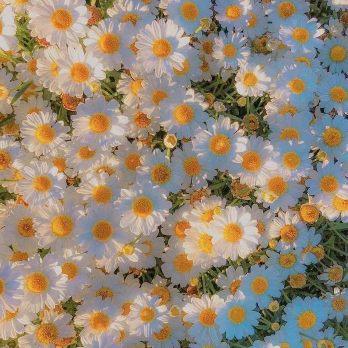 [FREE] R&B x Pop Type Beat “Lotus”