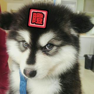 最爱的口哨呀