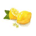 lemon专辑