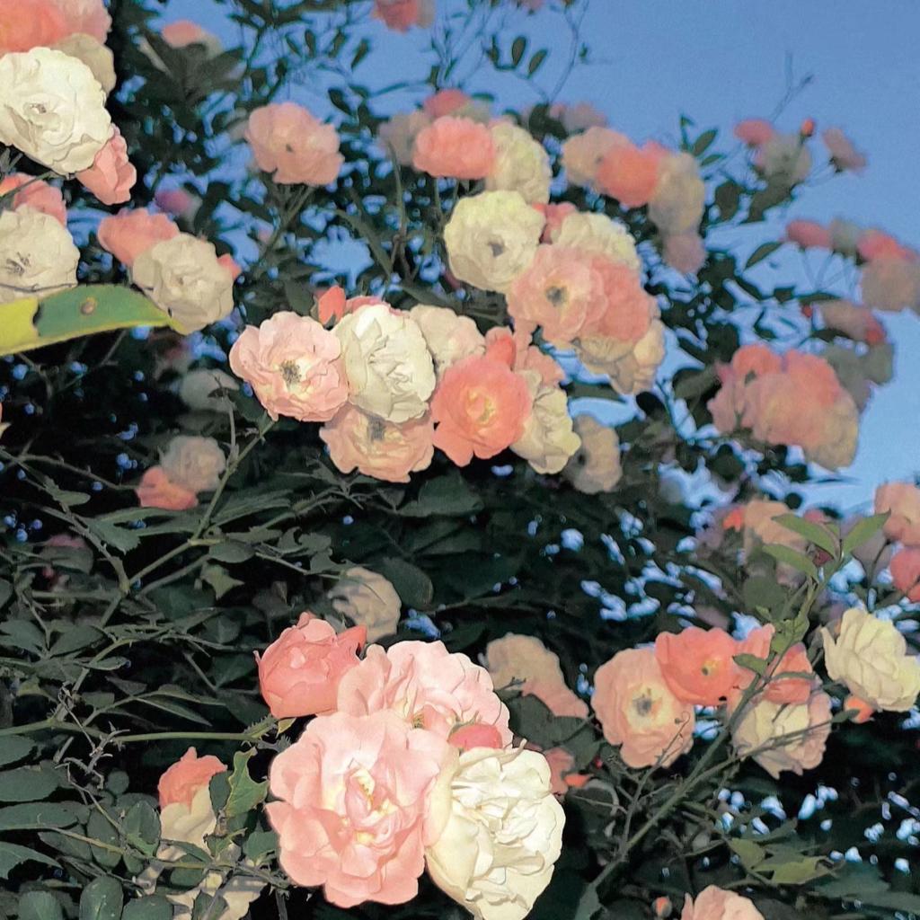 “下次见面会有花吗”