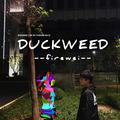 DUCKWEED