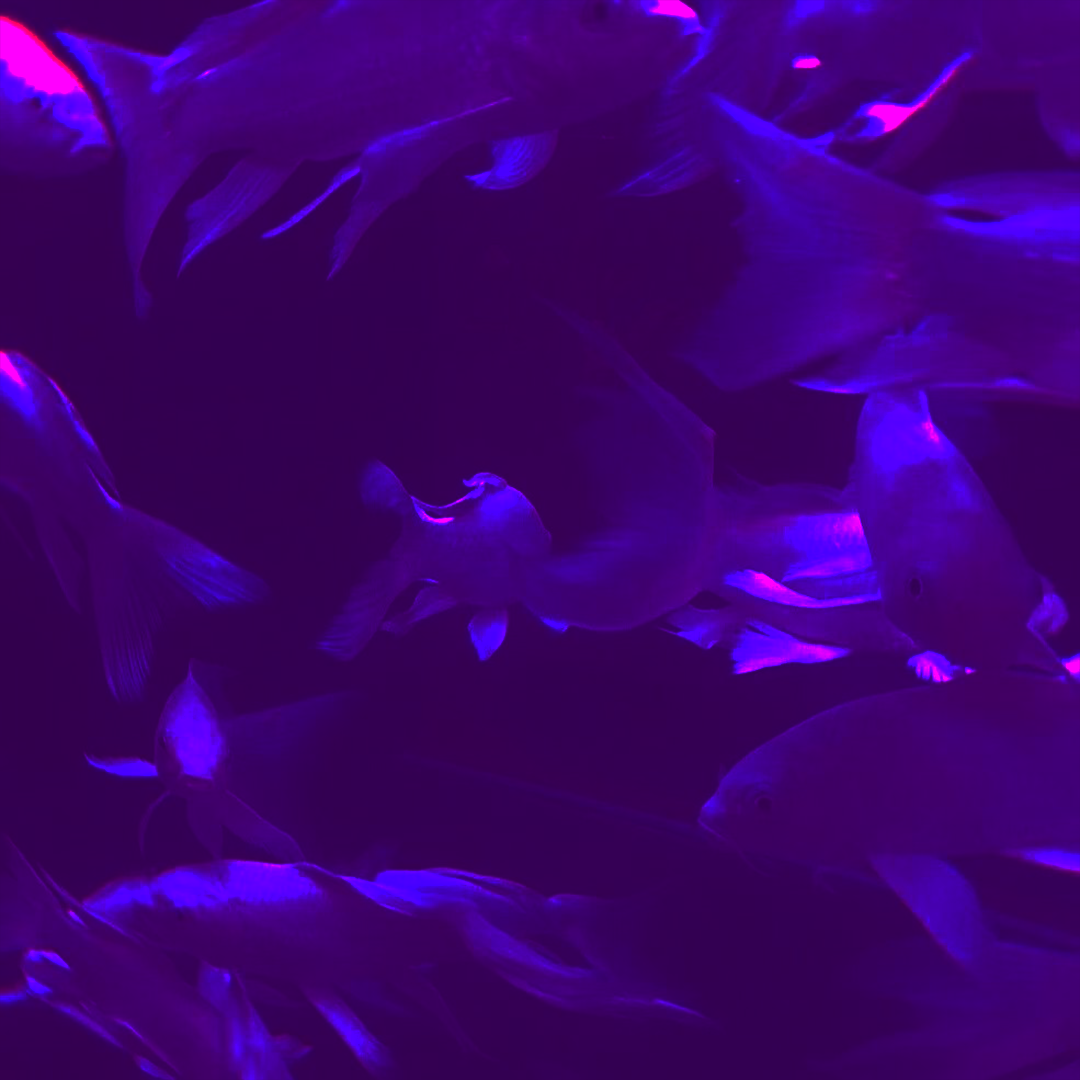 青鸟BLUEBIRD