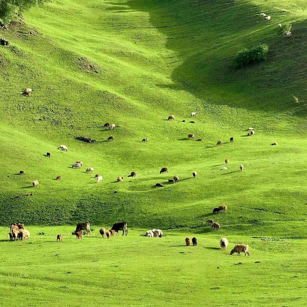 欧美松弛剂｜置身绿野伊甸 感受自由的味道 | 在线播放 | 网易云音乐