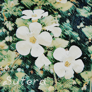 Sutera