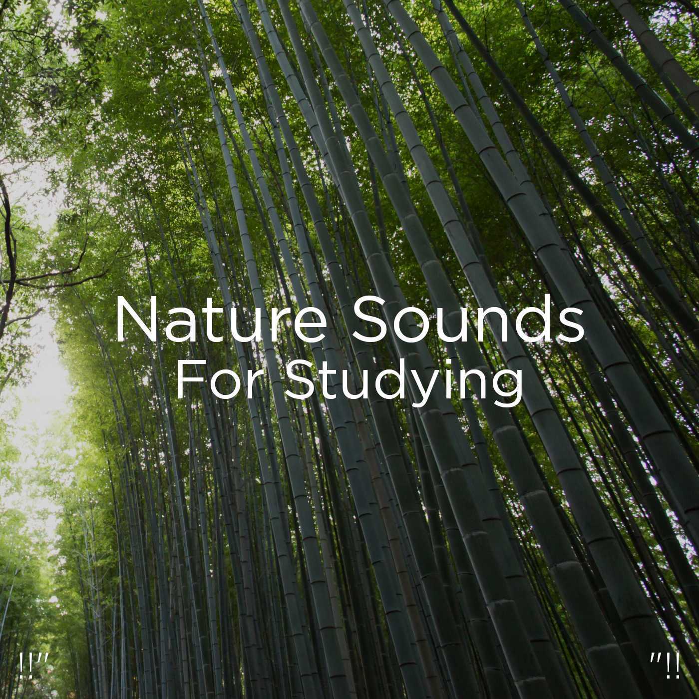 !!" Nature Sounds For Studying "!!