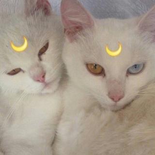 ☪︎