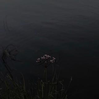 小众音乐｜抬眸无期已失控