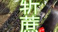 榄核斩蔗专辑