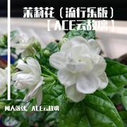 茉莉花（流行乐版）【ACE云故璃】