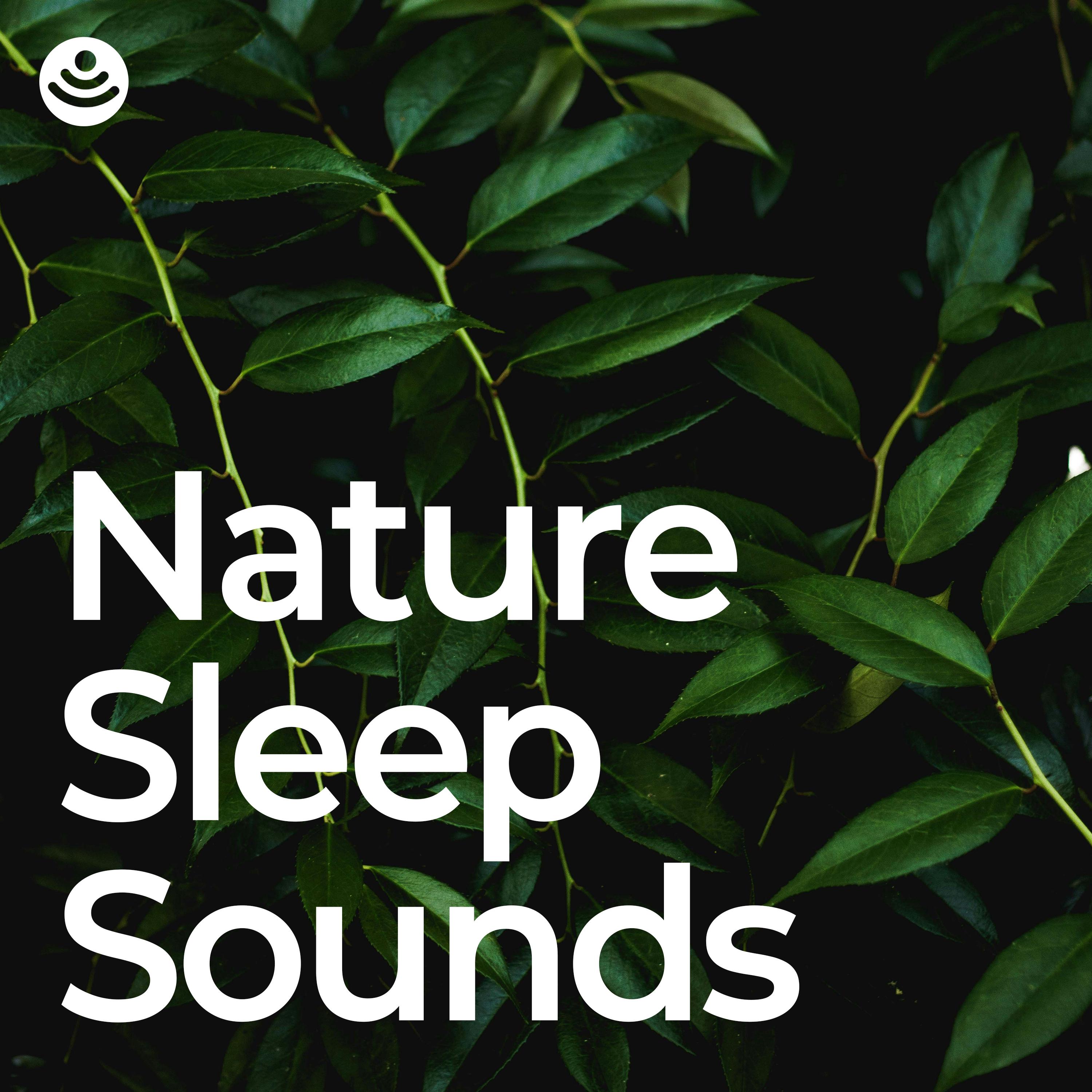 Sounds of the Forest - Ambient Nature Sleep Sounds (Loopable, No Fade)