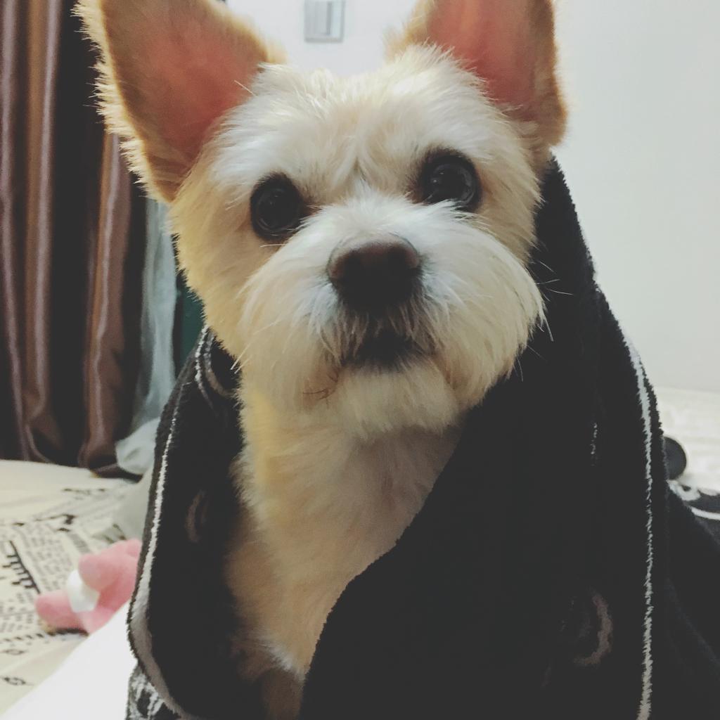 给狗狗听的钢琴曲