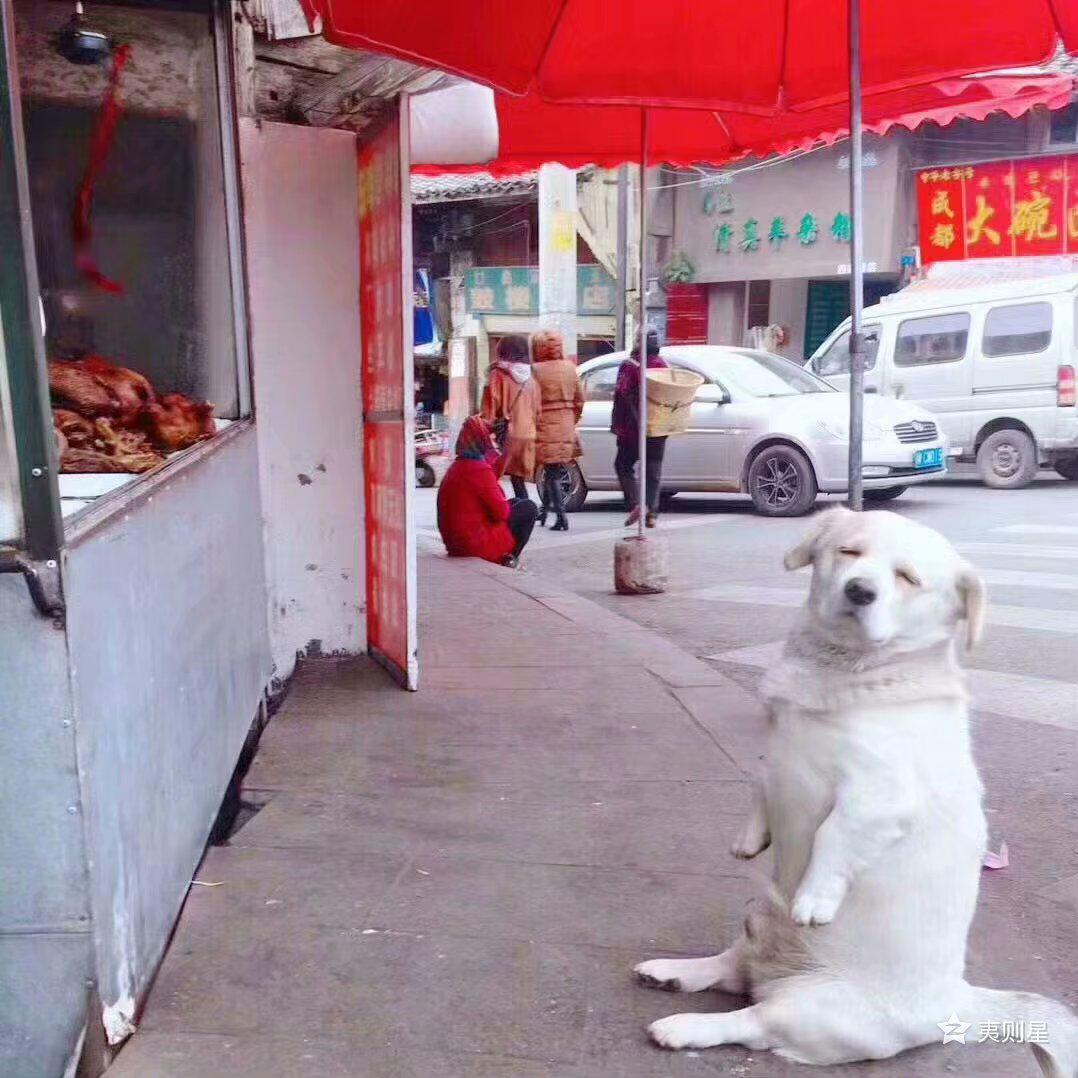 快乐的翻唱计划