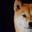 中山街道最凶狠柴犬
