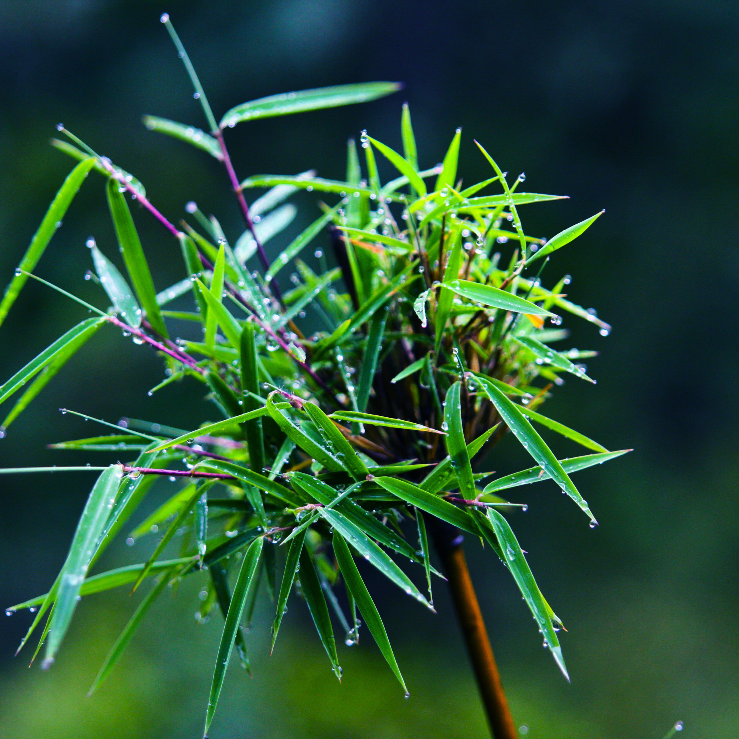 雨后专辑