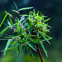 雨后专辑