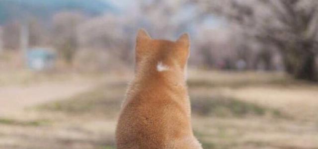 藕粉
