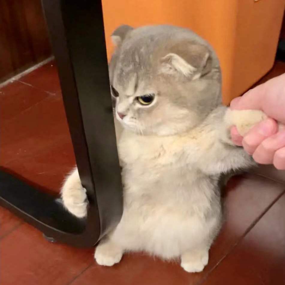 Masih Mencintainya（翻自 王涛涛）