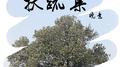 扶疏集专辑