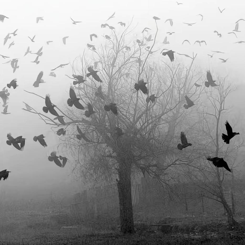 Life struggle•宿命(抖音热播完整版）