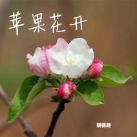 胡德路-苹果花开