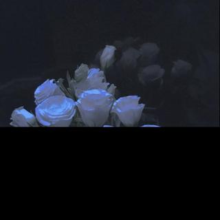 “花会再开 可我不会再来”