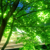 Midsummer Reprise专辑