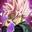 艾伦OneAlaN