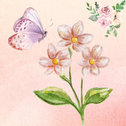 花与蝴蝶专辑