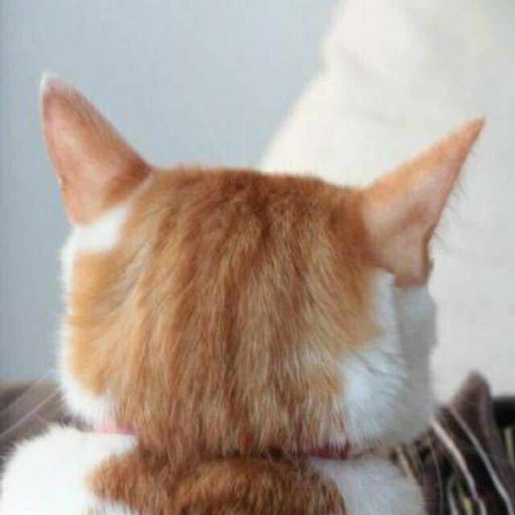 弹吉他的张大猫