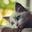 -忧郁猫-