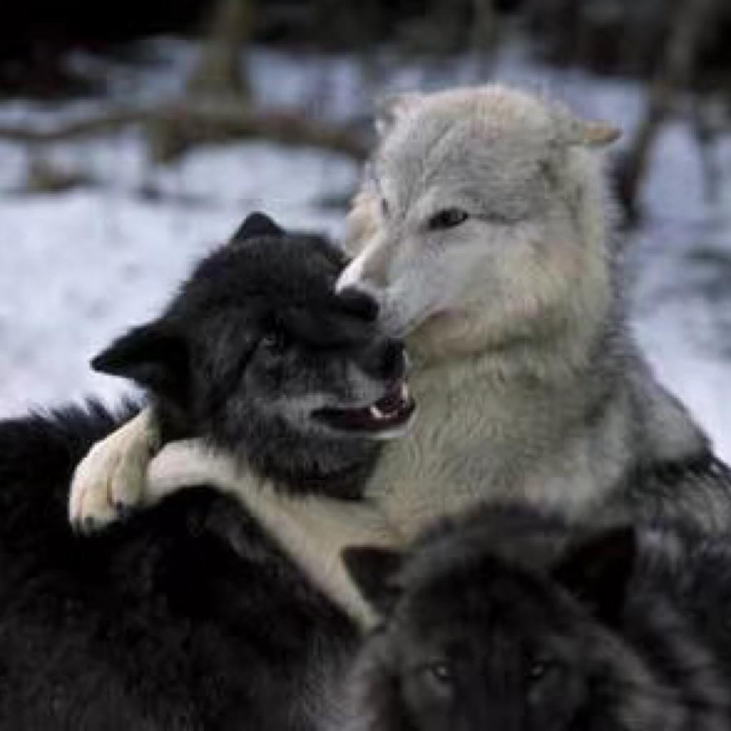 Черный и серый волк вместе