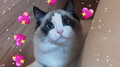 我喜欢你的猫和你专辑