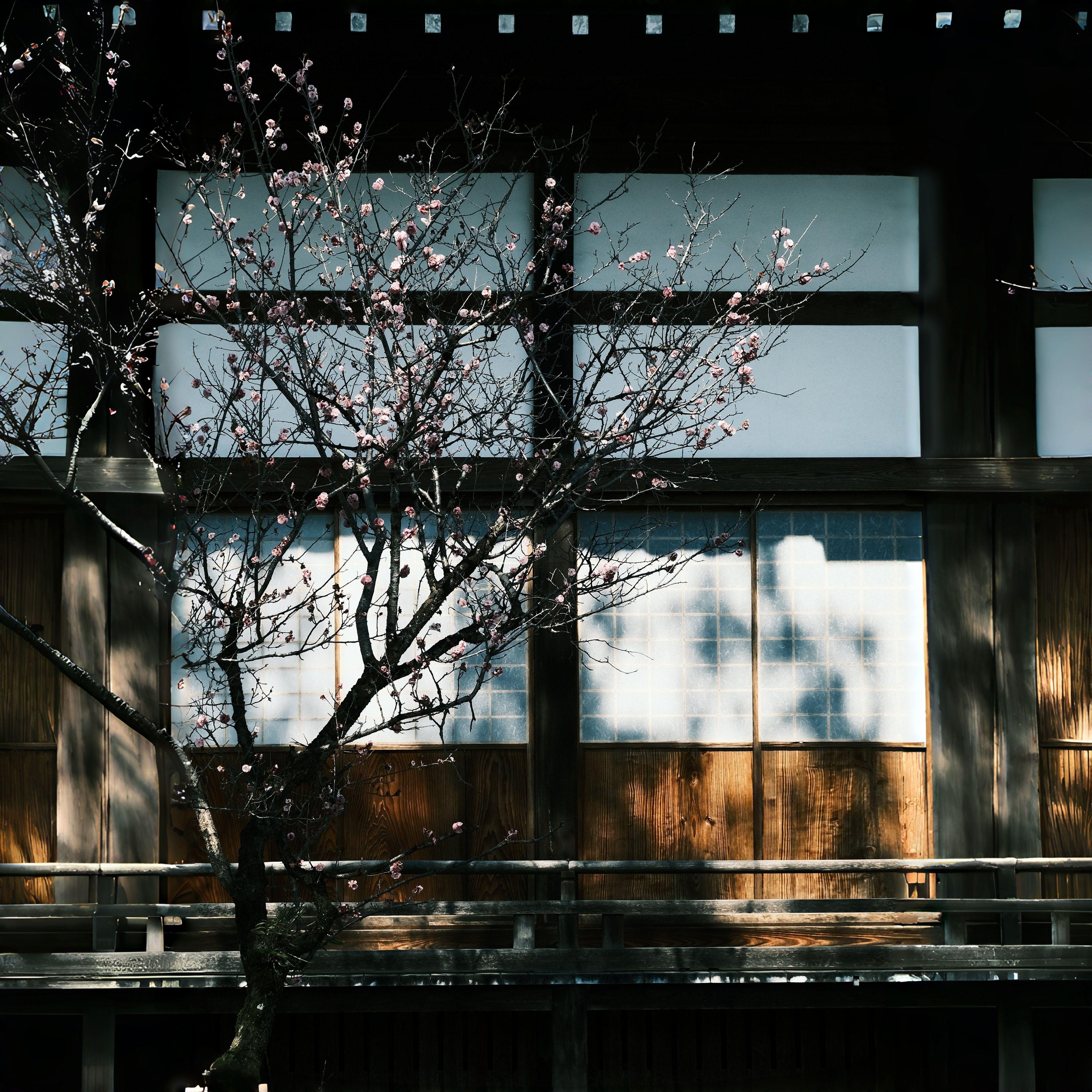 春影之隙 ～ Just Spring