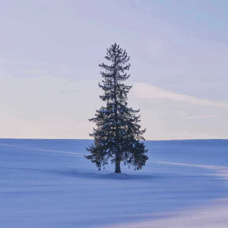 雪 ❄️