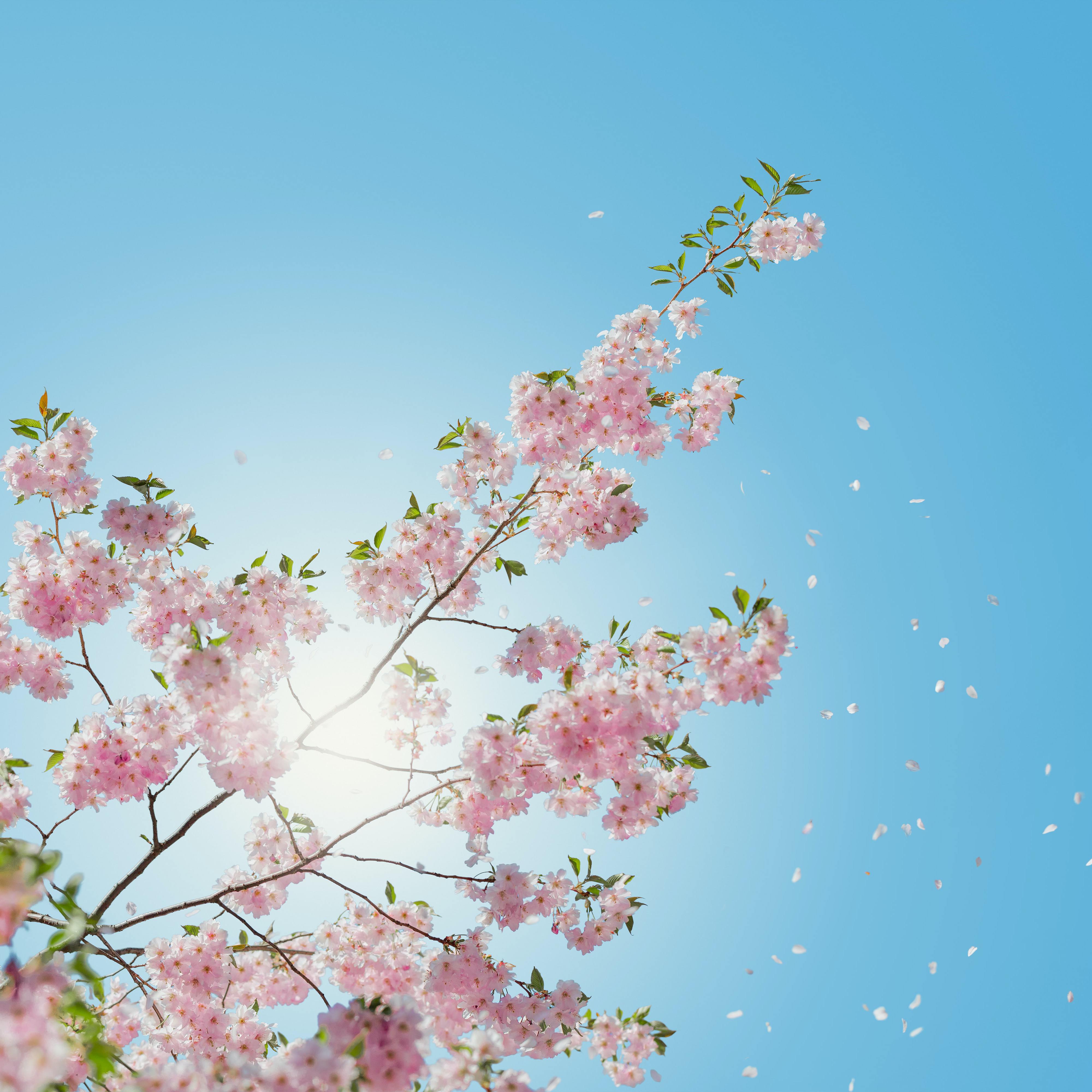 sunshine专辑