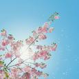 sunshine
