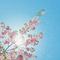 sunshine