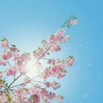 sunshine专辑
