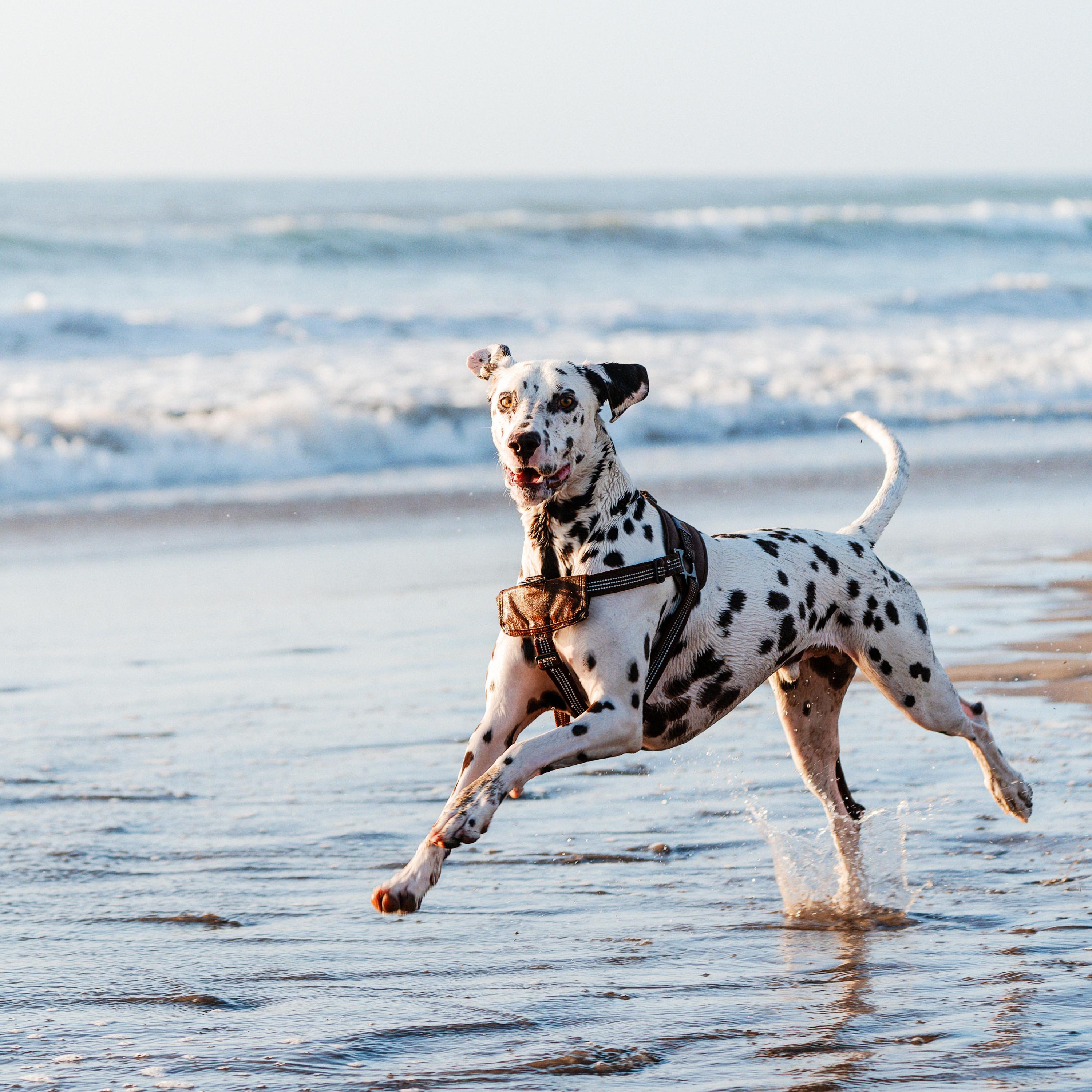 Neural Oscillations Alpha Sounds - Waves for Dog Serenity