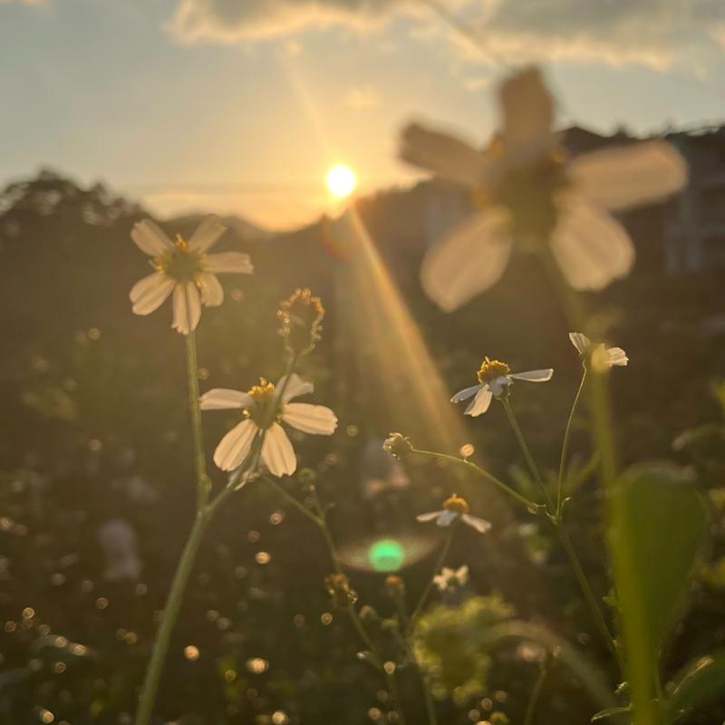 你看这世界开满了花 (加速版)