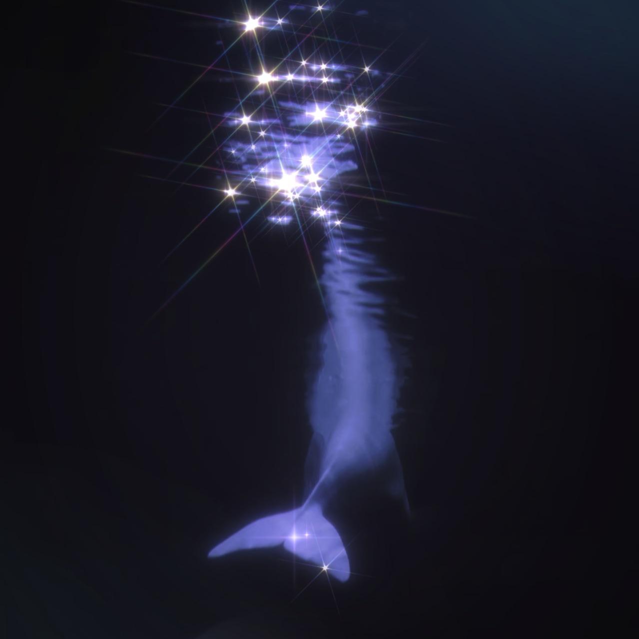 深海鲸落专辑