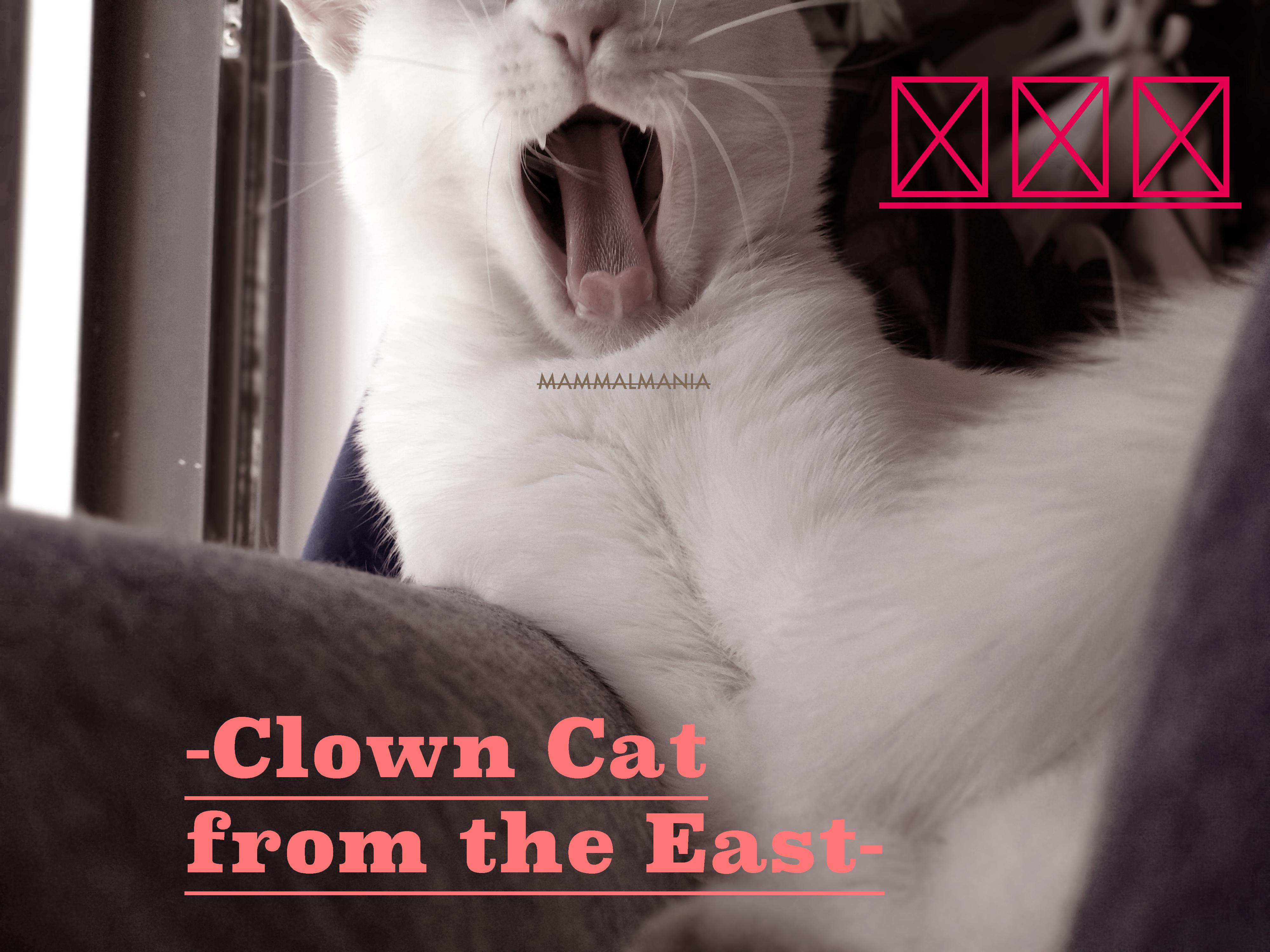 东南小丑猫 -Clown Cat from the East-专辑