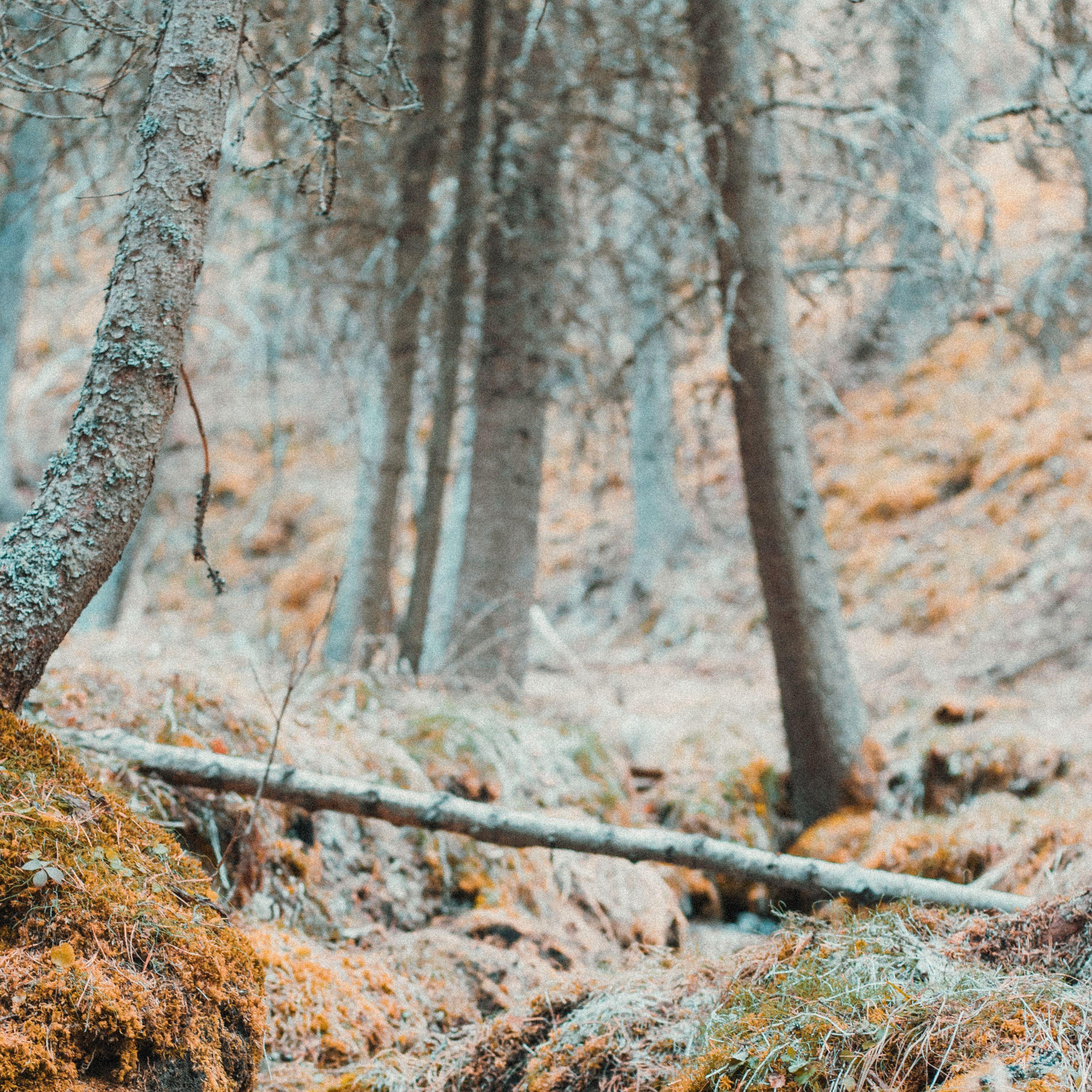 Comforting Sounds | Sleep and Meditation