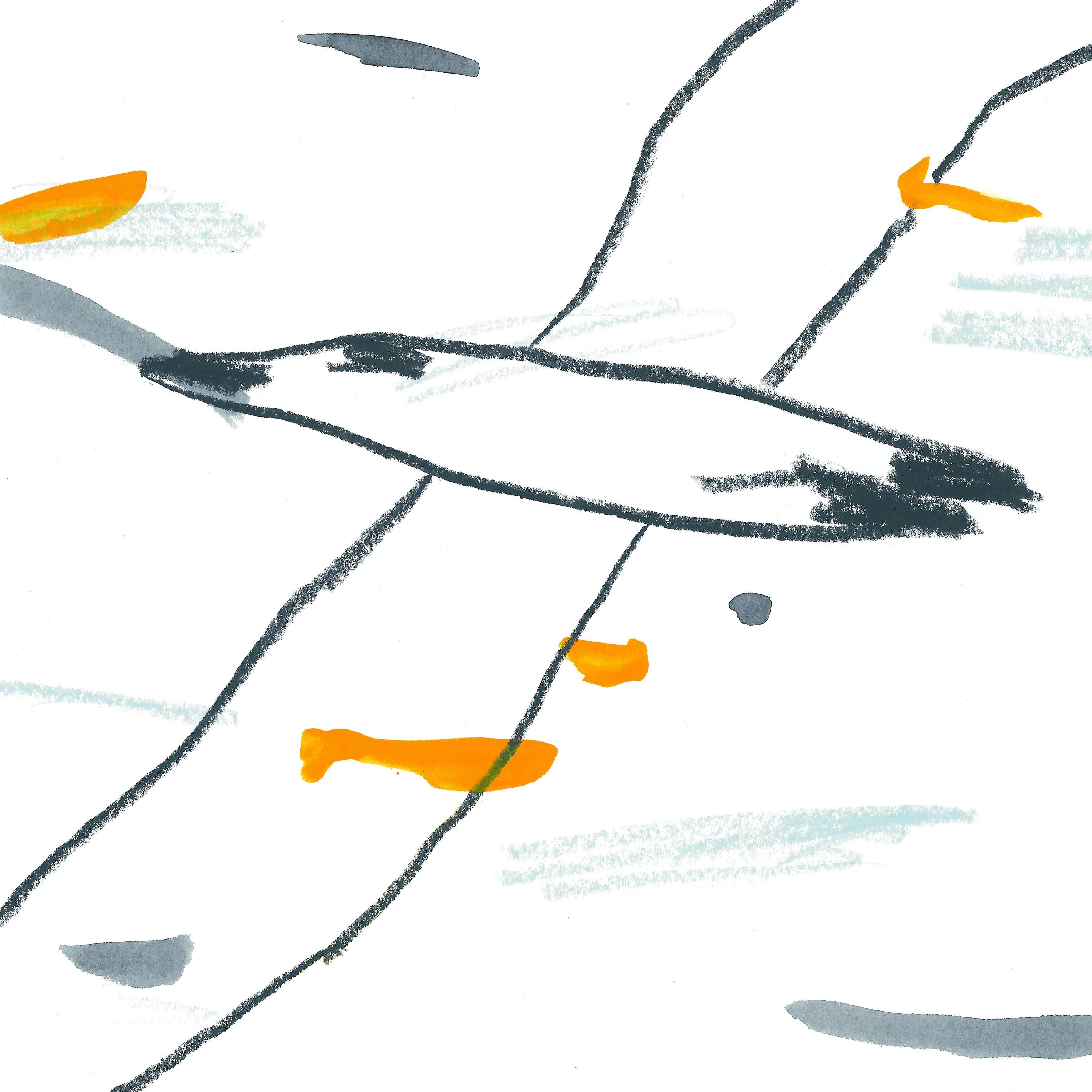 Albatross
