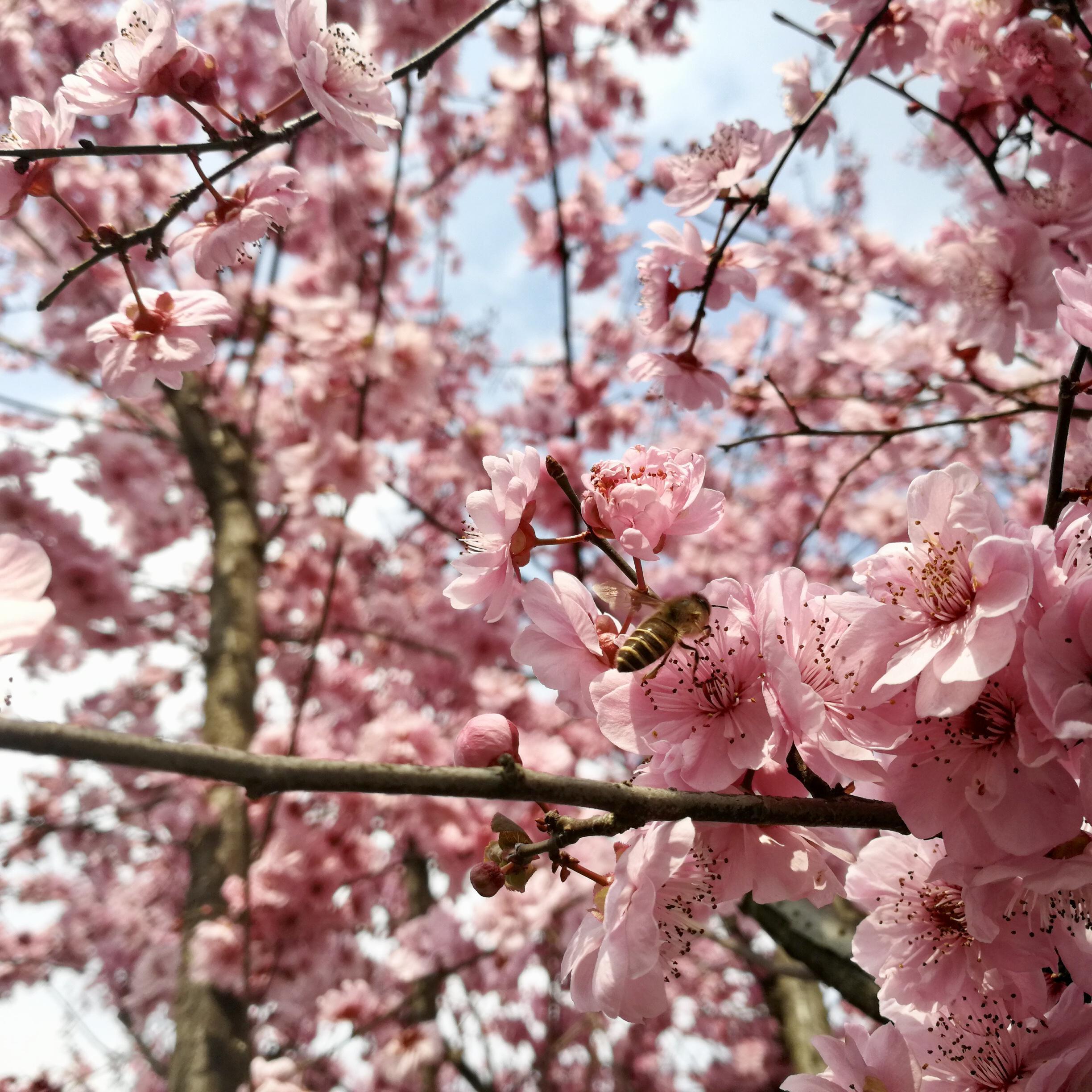 Merry Christmas Mr. Lawrence