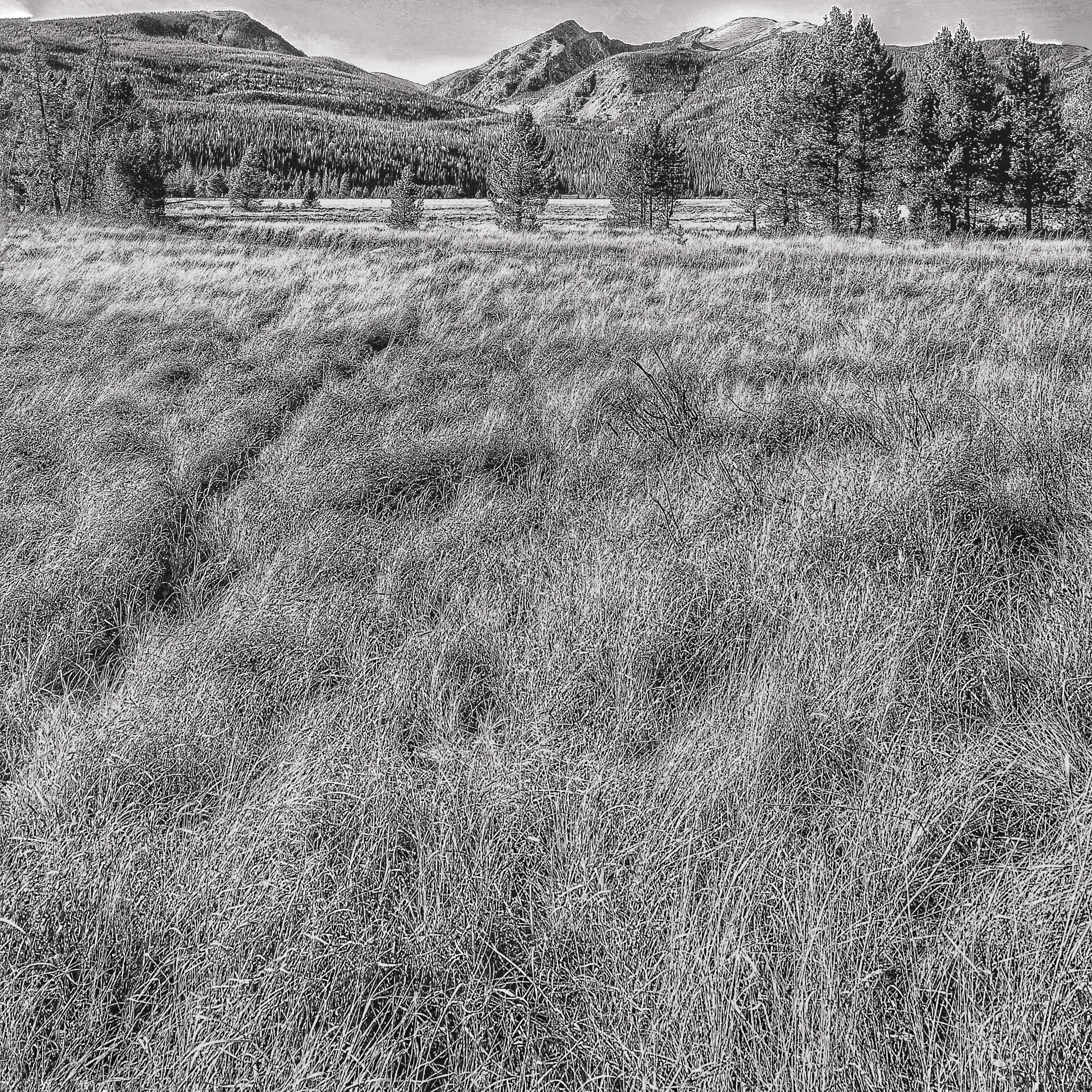 The Field