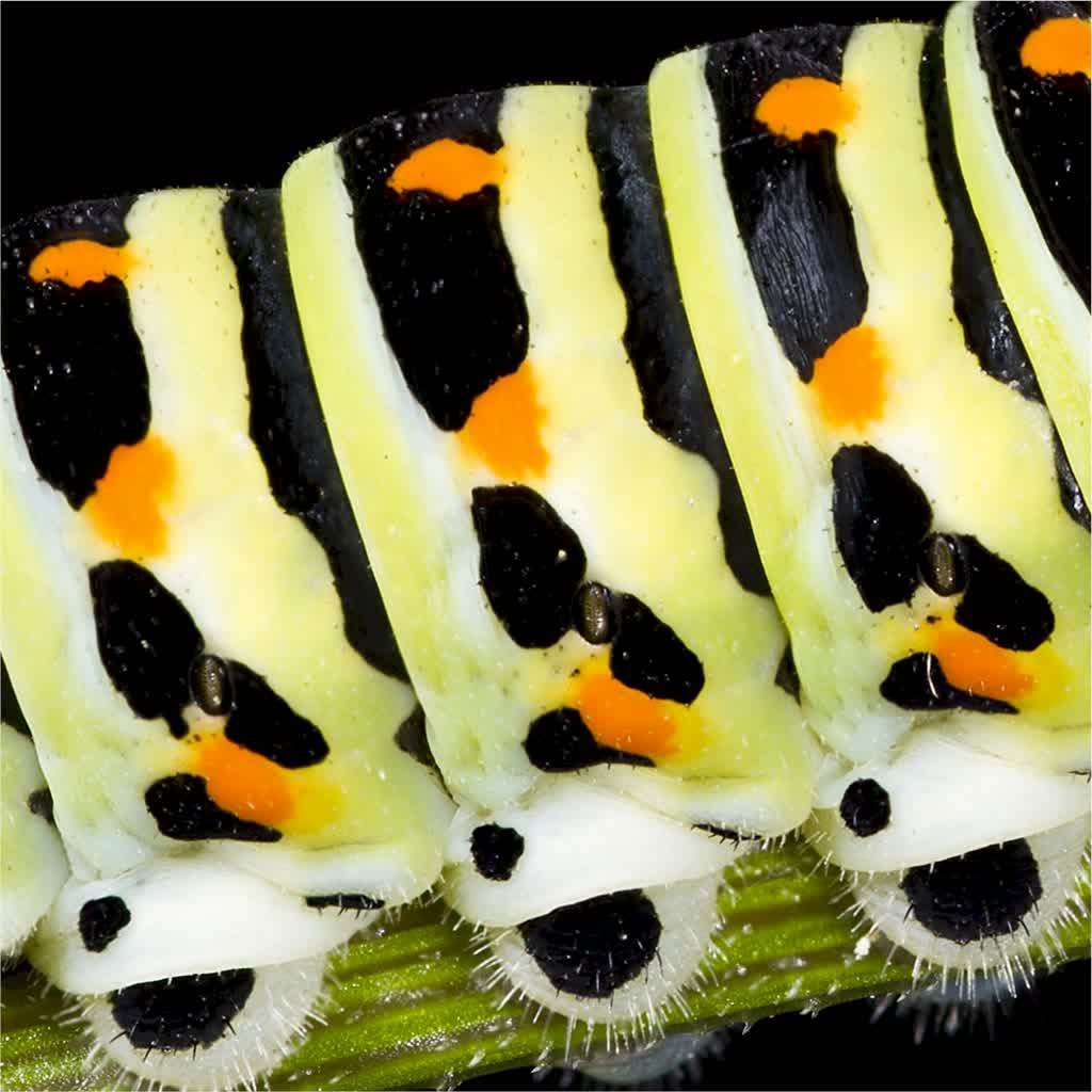 Caterpillar
