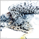 Body of the Animal专辑