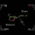 Withened Flower